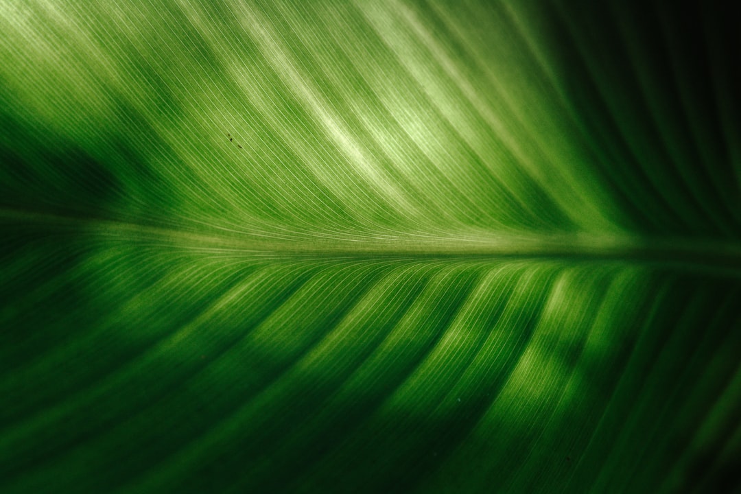 Groene planten absorberen zonlicht in een woonkamer.